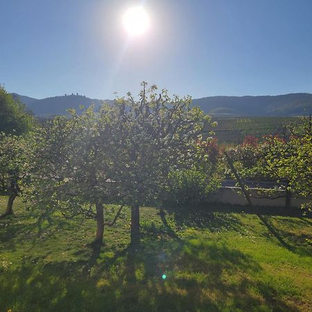 Studio Aux Pieds Des Vignes Eguisheim Luaran gambar