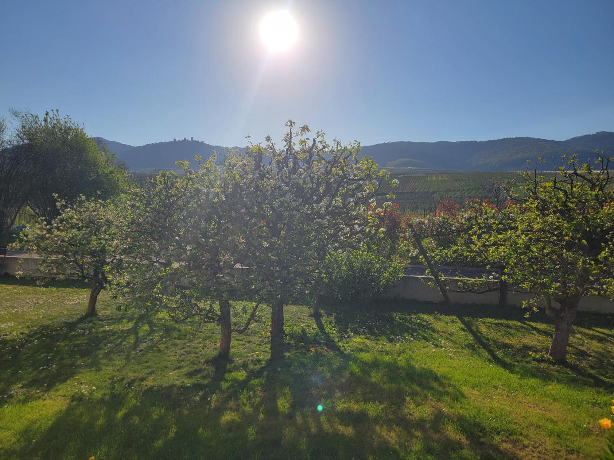 Studio Aux Pieds Des Vignes Eguisheim Luaran gambar